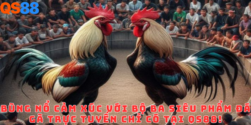 Đá gà QS88